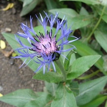 Василек горный Centaurea montana