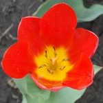 На высоту цветоноса и размер бокала тюльпана влияют калий и фосфор