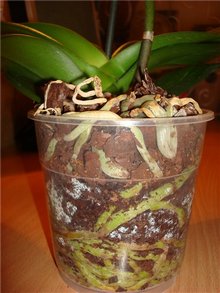 Верхние корни фаленопсиса особенно любят влажность, их лучше окутывать сфагнумом