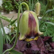 Лилия прокаженных - Fritillaria acmopetala