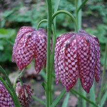 Рябчик Fritillaria meleagris