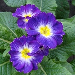 Примула