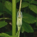 Arisaema draconitum Аризема драконовая