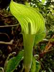 Аризема Трифилиум Arisaema triphyllum