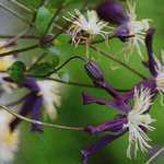 Французский гибрид Clematis x aromatica