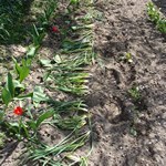 После пересадки листья нарциссов полегают