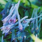 Corydalis flexuosa