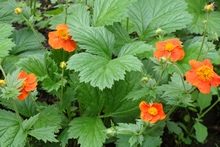 гравилат ярко-красный Geum coccineum