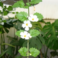 Bacopa diffusus, Sutera diffusus