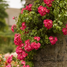 Вьющиеся розы полностью осенью обрезать нежелательно, хотя они могут восстанавливаться достаточно быстро после осенней обрезки