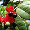 Ochna atropurpurea