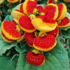 Calceolaria herbeohibrida