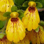 Вид Calceolaria crenatiflora