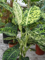 Dieffenbachia picta Exotica