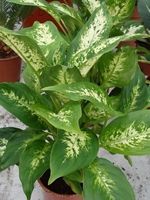 Dieffenbachia amoena