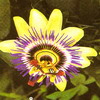 Пассифлора голубая Passiflora coerulea