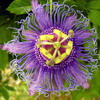 Пассифлора мясо-красная Passiflora incarnata