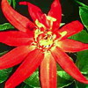 Пассифлора Passiflora vitifolia