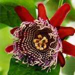 Passiflora quadrangularis пассифлора квадрангулярис