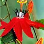 Passiflora coccinea пассифлора шарлахоцветная