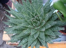 Aloe aristata