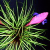 Tillandsia cyanea