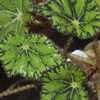 Begonia Rex