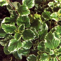 плектрантус колеусовидный  Plectranthus coleoides marginatus