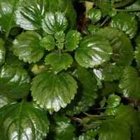 плектрантус австралийский Plectranthus australis