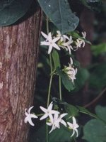 Стефанотис из Японии вида stephanotis Lutchuensis