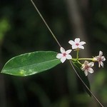 Стефанотис вида stephanotis thouarsii