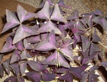 Кислица треугольная Oxalis triangularis