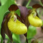 Кукушкины башмачки Cypripedium calceolus