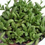 Крестовник укореняющийся Senecio radicans