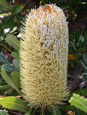 Banksia serrata