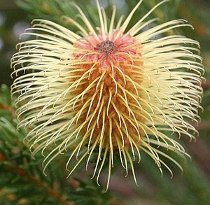 Banksia pulchella