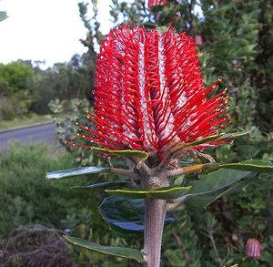 Наиболее стремительно исчезающая Banksia coccinea