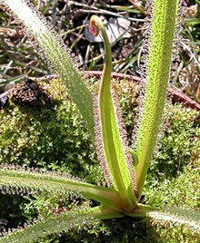 самые крупные листья у росянки королевской Drosera regia