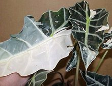 Алоказия амазонская Alocasia Amazonica Albo-Variegata