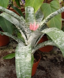 Эхмея Aechmea