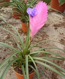 Тилландсия Tillandsia