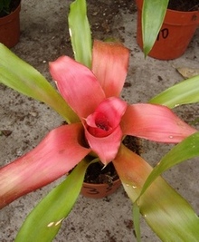 Неорегелия Neoregelia