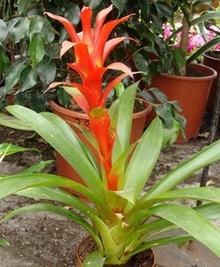 Гузмания Guzmania