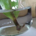 Листовые черенки замиокулькаса дают корешки прямо в воде
