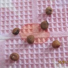 Семена глориозы, фото Desert Rose Семена глориозы, фото Desert Rose