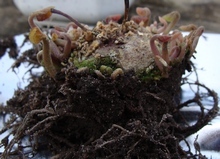 Двухлетний клубень цикламена, выращенный из семян