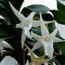 Angraecum sesquipedale, у которого имеются прелестные восковидные, белые цветы. Нектарник – шпорца, или лучше сказать целый хлыст, достигает 27-28 сантиметров длины