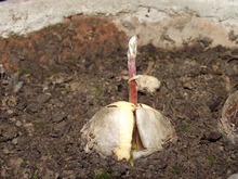 Авокадо пустило росток Авокадо пустило росток