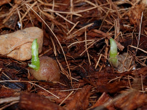 Corybas Орхидея