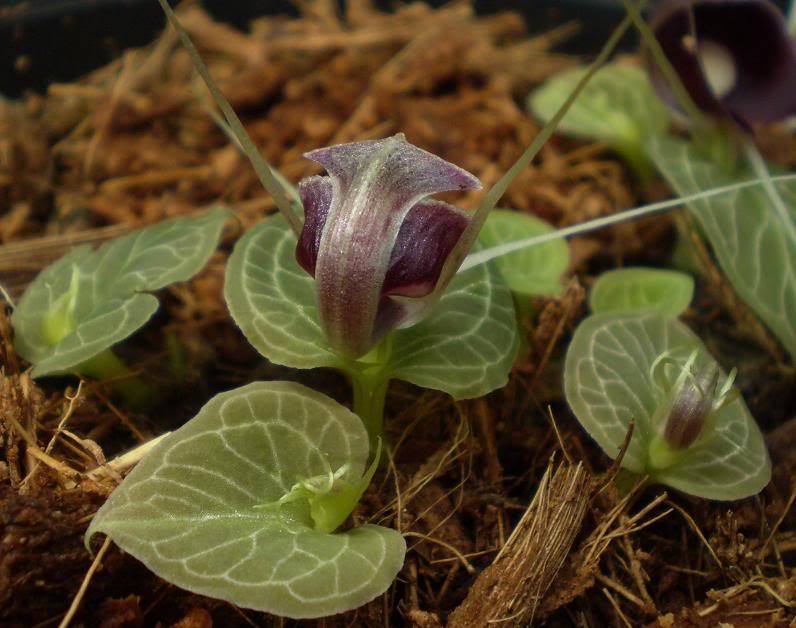 Corybas Орхидея